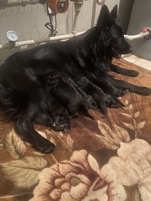 Щенки черной дліношерстной  вівчарки