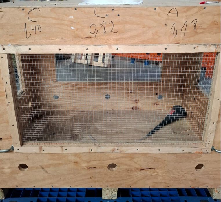 transportadora de cães e gatos