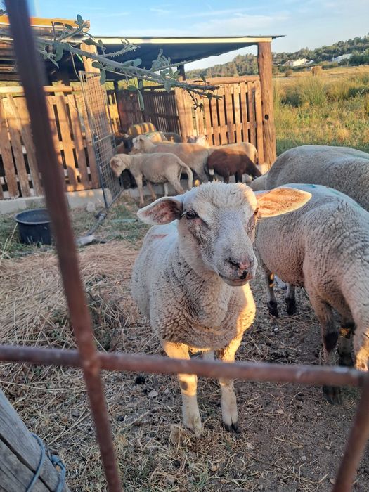 Borrego cruzado de texel e il france