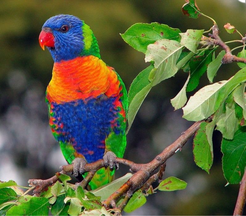 Casal de loris e gaiola grande de paoagaio nova 2 meses