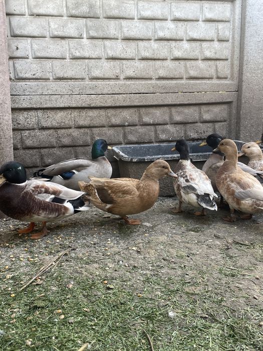 Качки міні даки продам