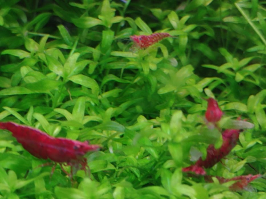 Krewetki Red Cherry mocno czerwone