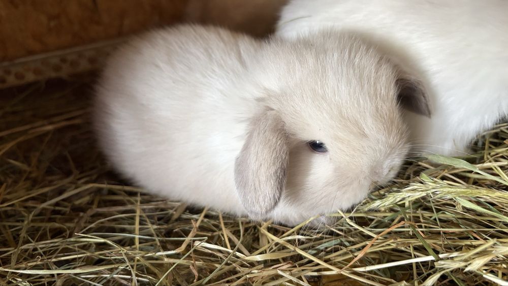 Miniloop maluszki niebieskie oczko