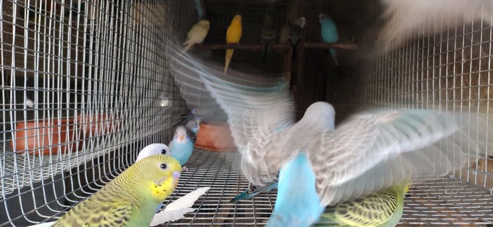 Periquito bravo com cores excecionais !