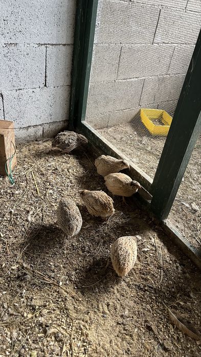 Ovos de codornizes galados