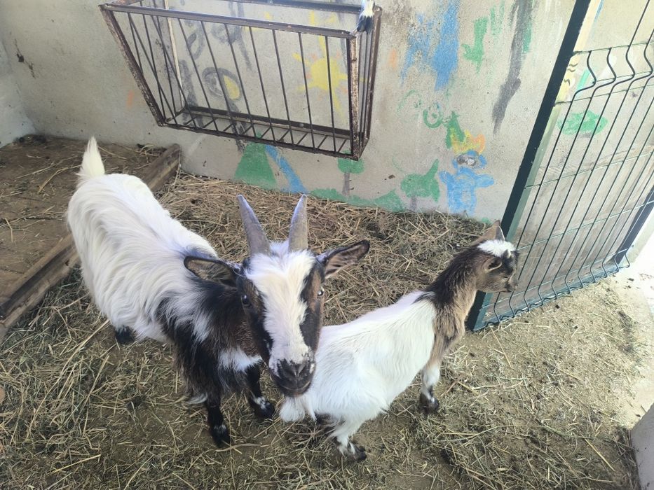 3 Cabras anãs de pêlo longo para venda COIMBRA