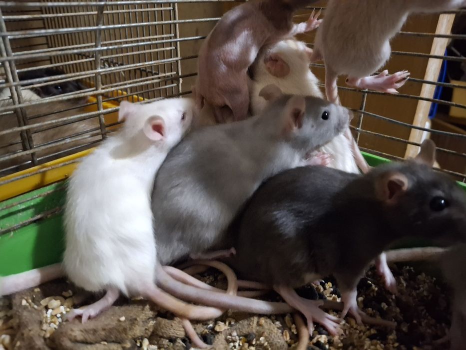 Щурики декоративні Дамбо