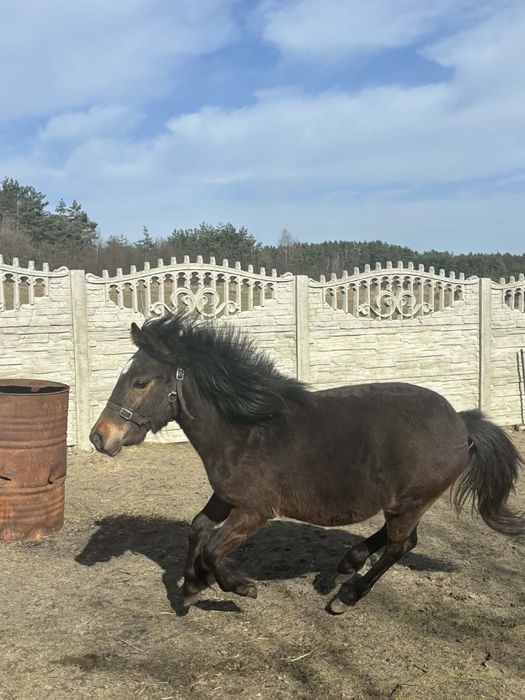 Sprzedam kucyka ogierka