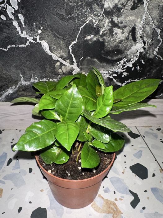 Кавове дерево,кімнатні квіти, вічнозаелена розлина