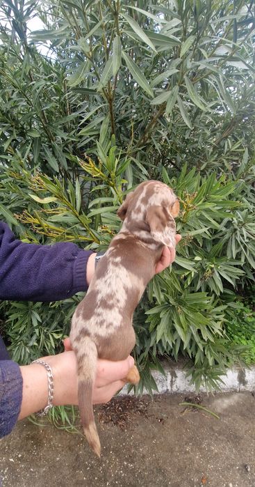 Teckel Choco Merle Fêmea