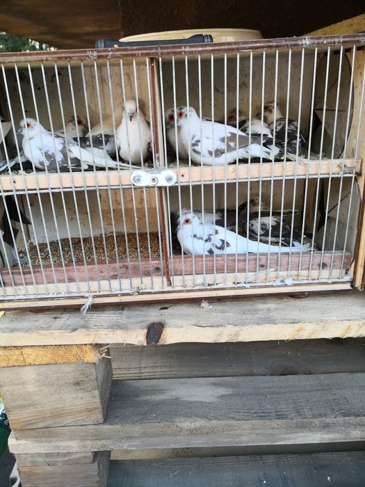 Sprzedam gołąbki diamentowe szeki