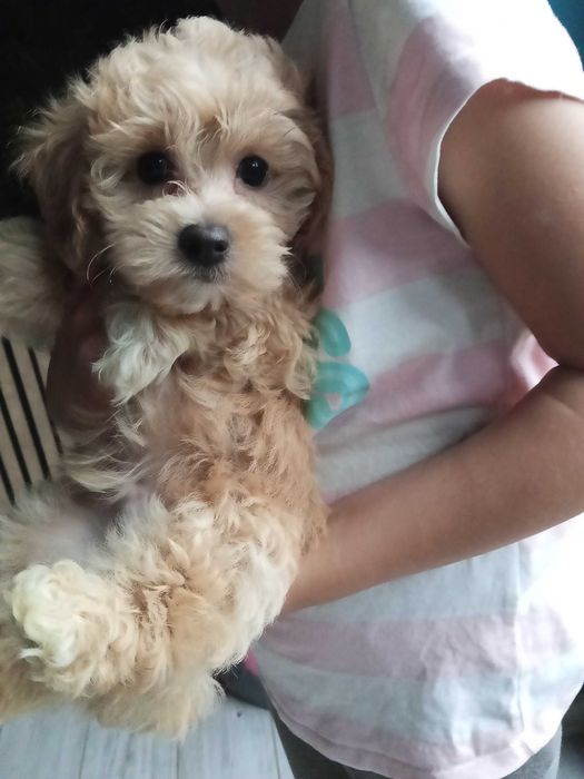 Śliczny Piesek Maltipoo