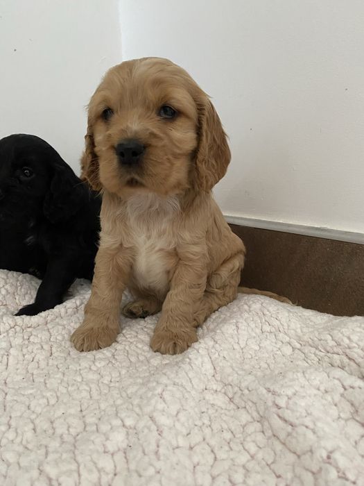 Piękne szczenię cocker spaniel angielski