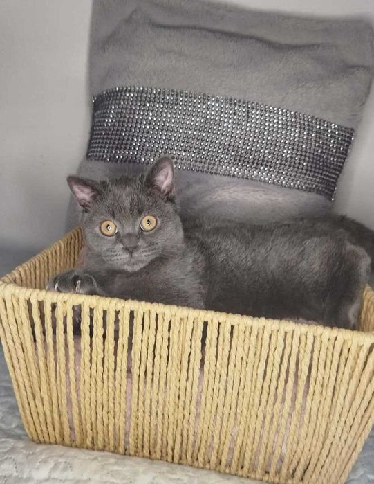 Kocur BRYTYJSKI z rodowodem