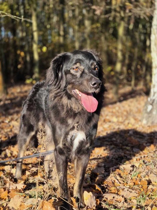 Kochany Roki czeka na swój dom