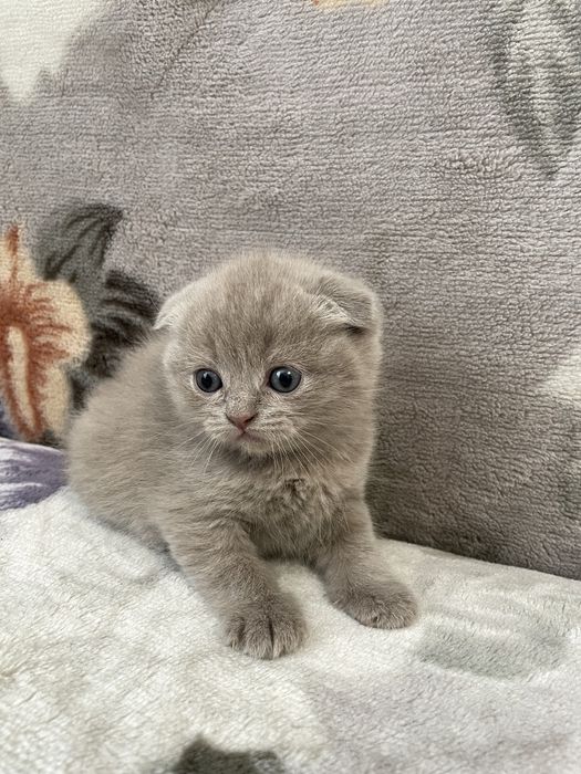 Шотландські кошенята