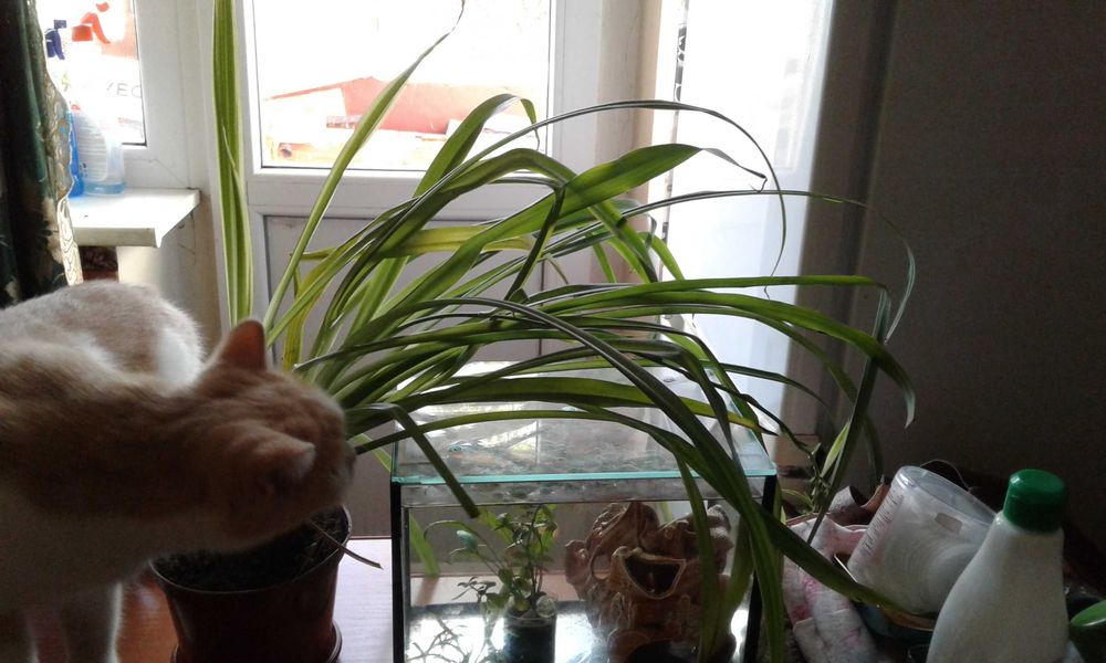 Денежное дерево(толстянка,черенки с корешками),хлорофитум.