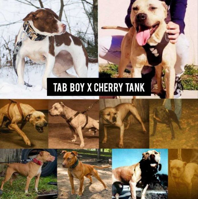 szczeniak Pit Bull APBT import Balkany / USA