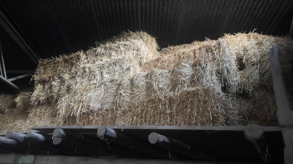Fardos de palha de aveia