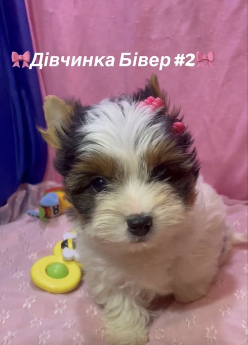 Дівчата хлопчик бівер йорк ляльковий бебіфейс, є документи