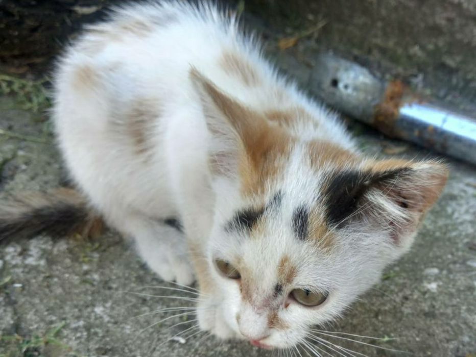 Безплатно животные