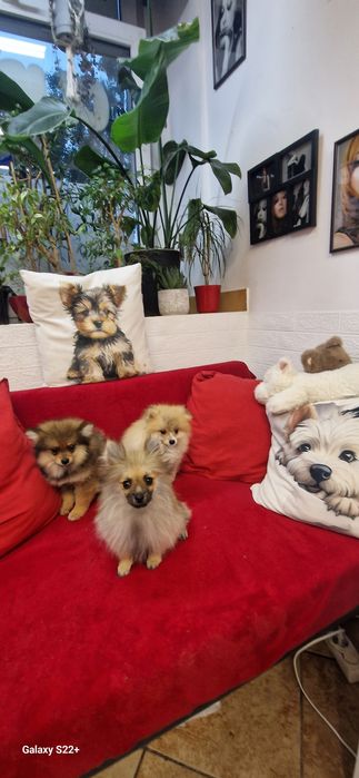 Szpic pomeranian chłopak