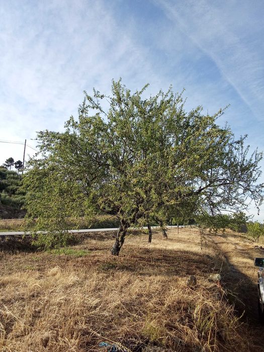 terreno agricola