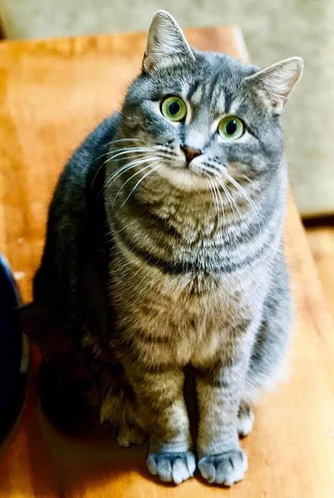 Отдам серую вискасную кошку, 5 лет, стерилизована