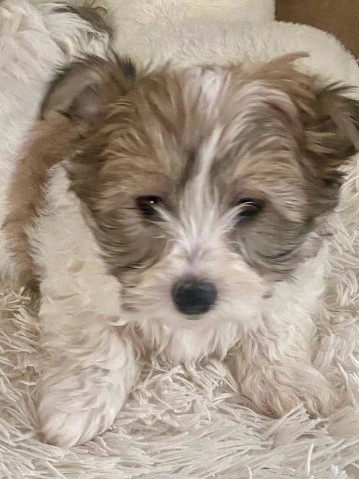 Продам цуценят балонки