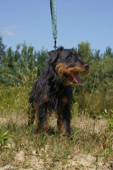 Czujny, odważny, przyjacielski Cydr, który może zamieszkać w domu z dziećmi bez innych psów