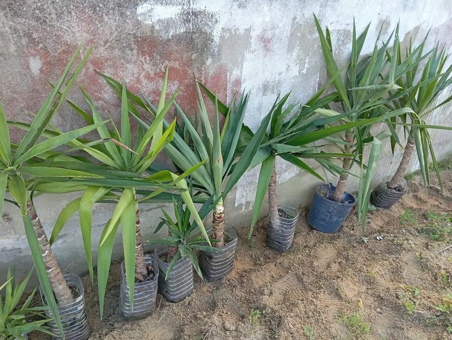 Yukkas grandes plantas resistentes