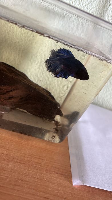 Peixes bettas