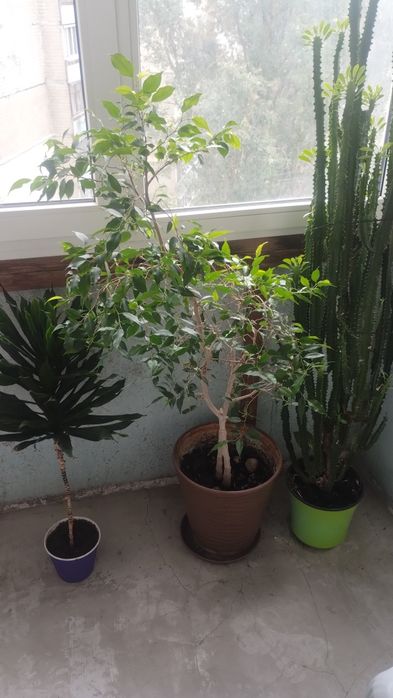 Фікус Бенджаміна