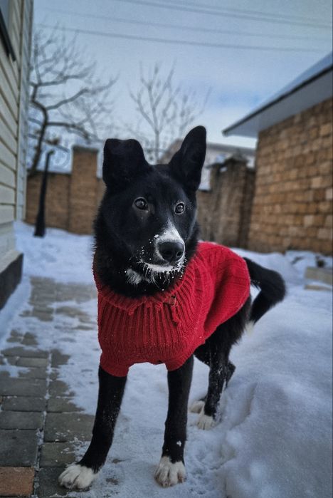 Песик компаньйон в добрі руки