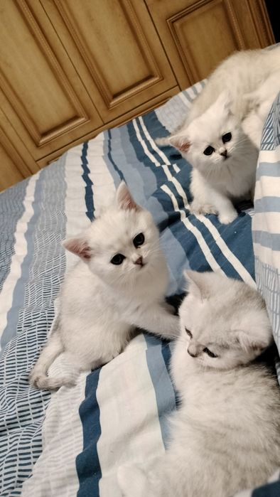 Кошенята чисто породисті окрасу срібна шиншила