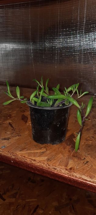 Крестовник Оттона