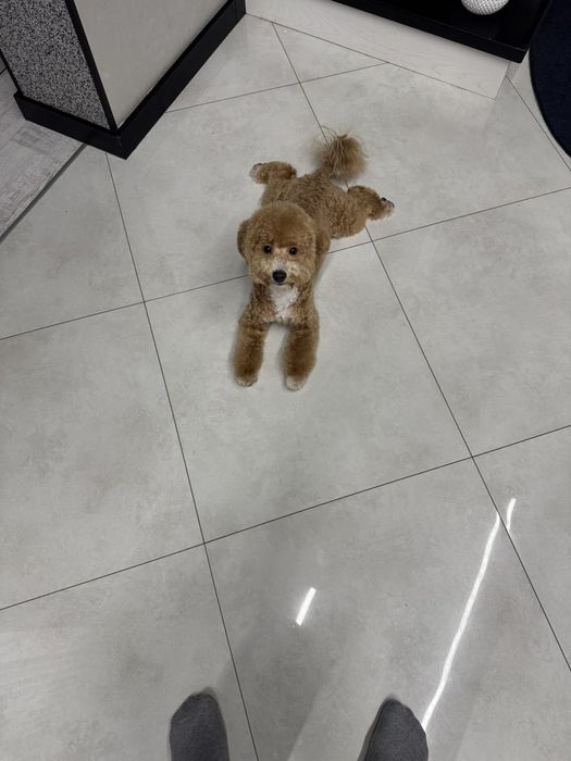 Ведмедики Мальтіпу. F 2.