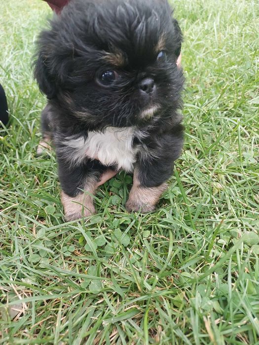 Oddam za darmo pekinczyki