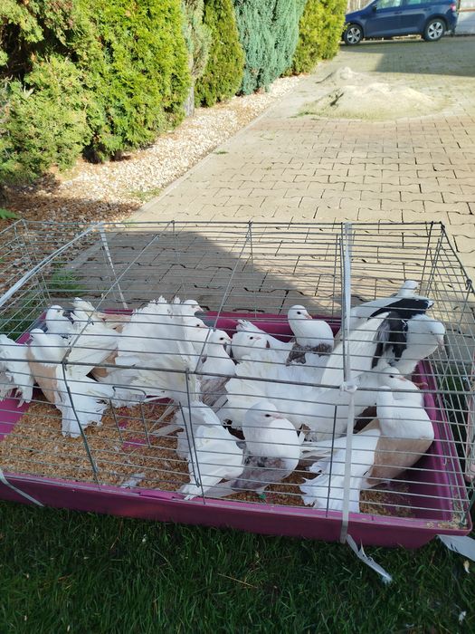 Gołębie ozdobne Pawiki