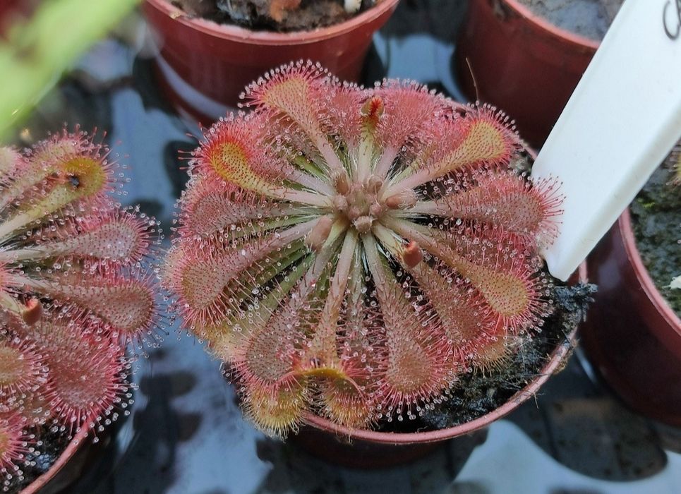 Nasiona rosiczki rosiczka Drosera communis x50