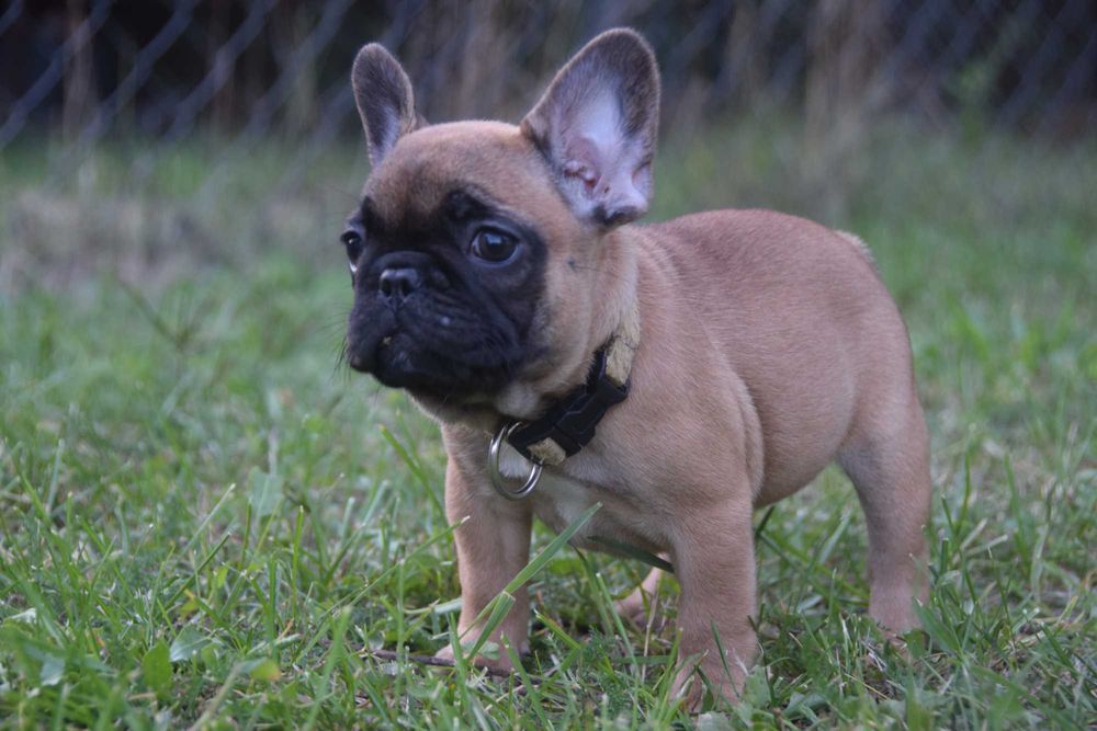 Buldog Francuski FCI