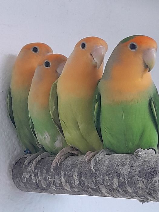 Rosicoles  com gaiolas