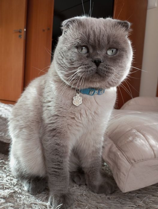 Pet Sitting e Dog Walking em Pevidém / Guimarães (Manhãs e FDS)