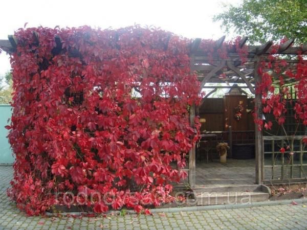 Дівочий / дикий виноград п'ятилистковий