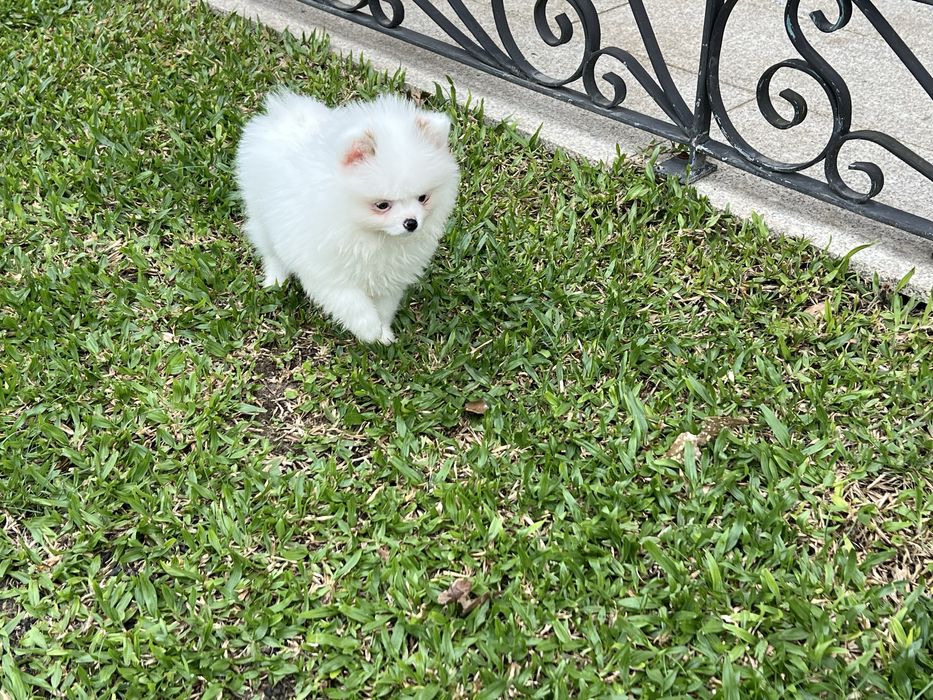 Menino Lulu anão com lop