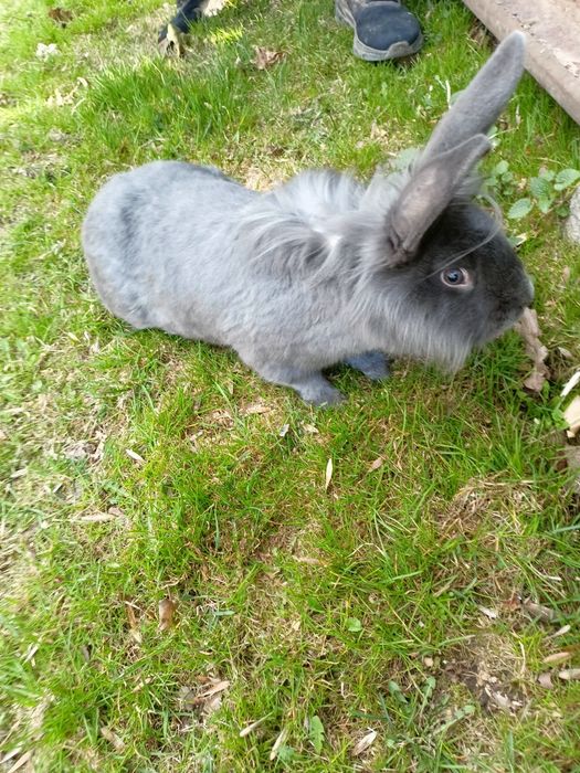 Samiec królika, młody