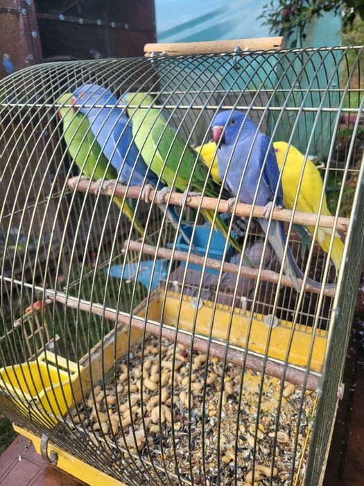 Aleksandretty obrożne młodziutkie z DNA