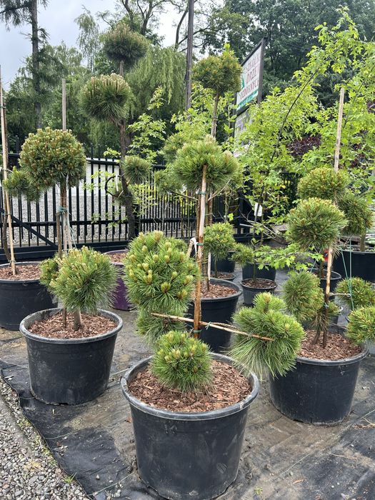 Sosna bonsai. Różne odmiany, czarna, himalajska, kosodrzewina.