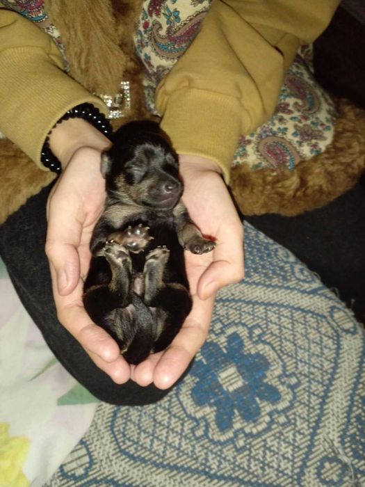 Бронь на щеночков той терьера