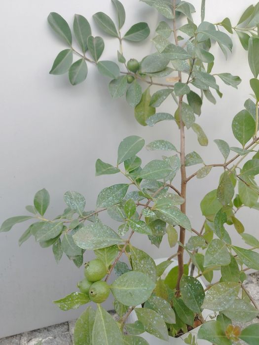 Araçá vermelha árvore